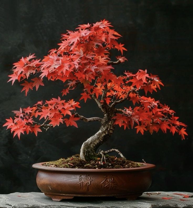 Japanese Maple (Acer)