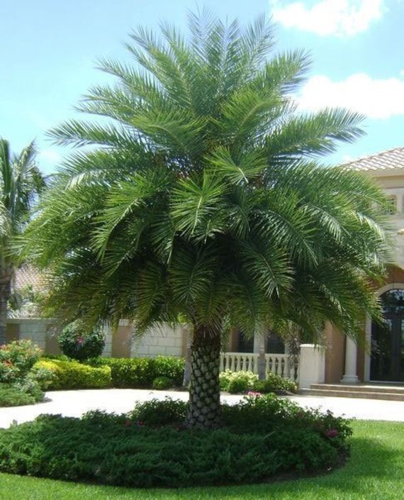 Palms (Washingtonia, Date Palm)