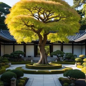 Ginkgo Biloba