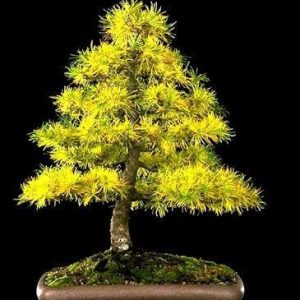 Japanese Larch (Larix kaempferi)