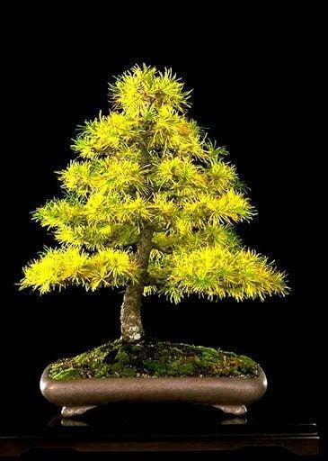 Japanese Larch (Larix kaempferi)